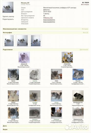 Шиншилла Фиолет девочка