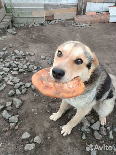 Собака в добрые руки