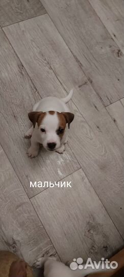 Щенки джек рассел терьер гладкошерстный