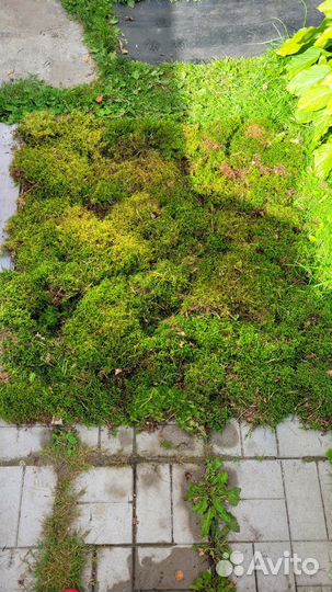 Мох ящиками цена за ящик от 3 слоев