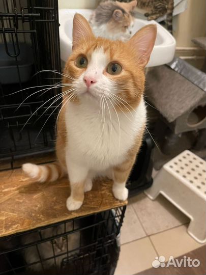 Рыжий кот из сказки