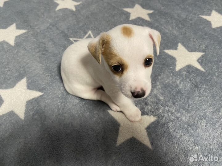 Джек Рассел терьер