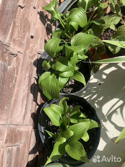 Растения для сада