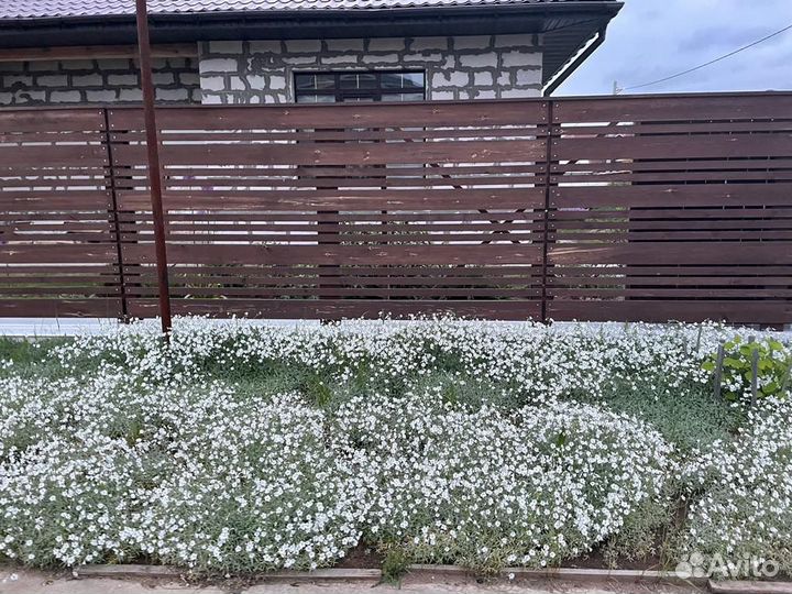 Ясколка многолетняя почвопокровник