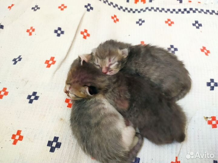 Котята В добрые руки бесплатно