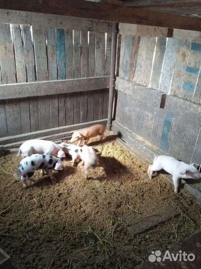 Поросенок дюрок+ландрас