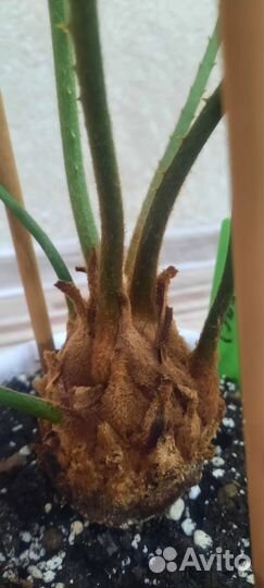 Цикас (Cycas) или Саговая пальма