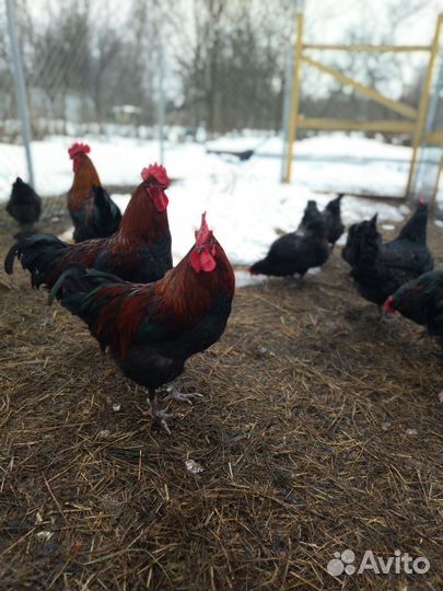 Петух маран