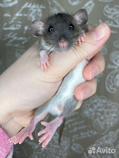 Крысята дамбо