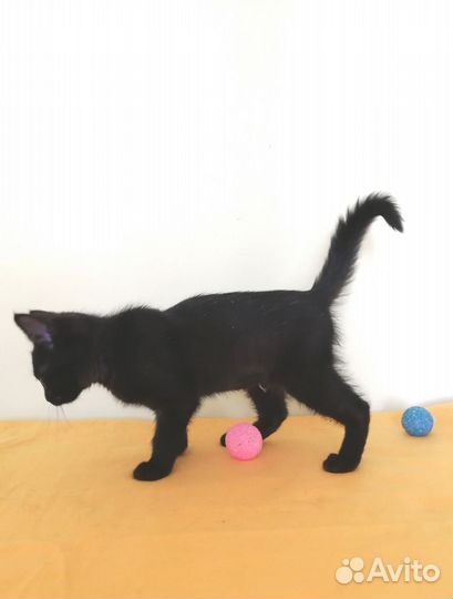 Котенок девочка