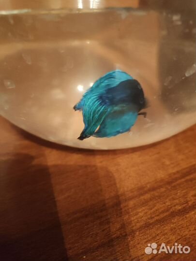 Отдам рыбку петушка