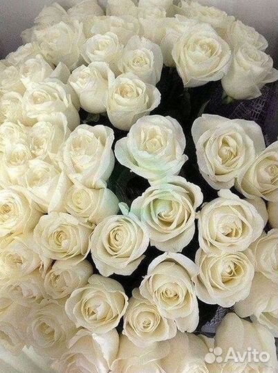 Высокие розы Гигантские Розы 150 160 170 180 190см