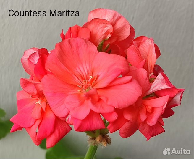 Герань пеларгония сортовая (7)