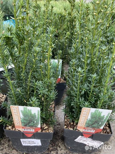 Тис Ягодный