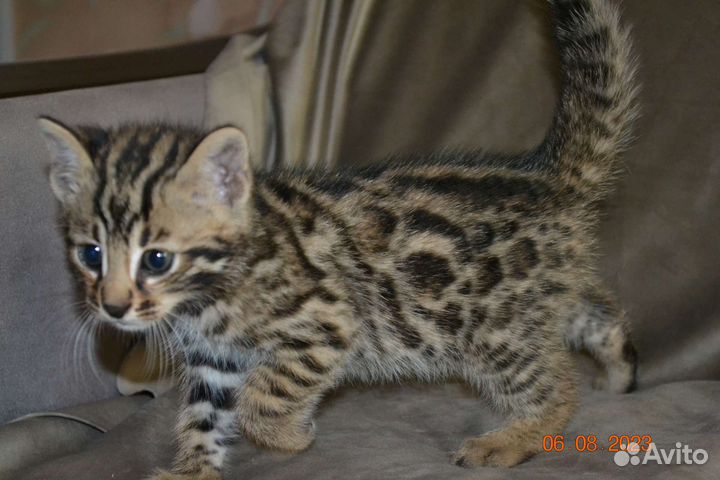 Гибрид мальчик Ф1 от длк и бенгальской кошки