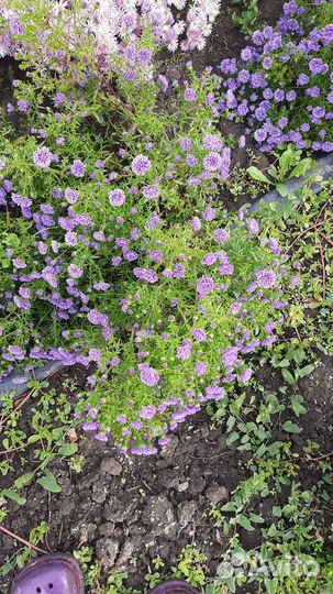 Хризантема и Астра осенняя многолетняя