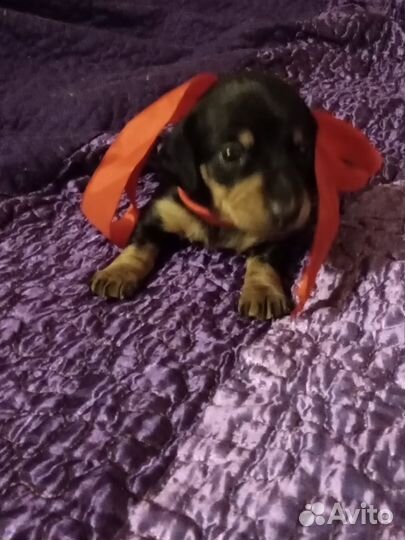 Кроличья такса