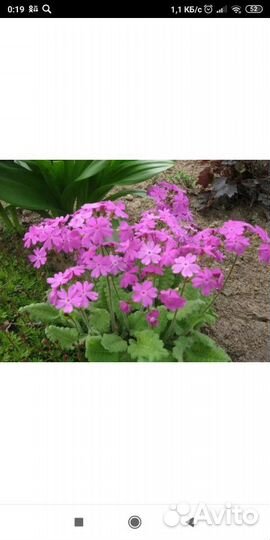 Примулы, мускарики многолетние