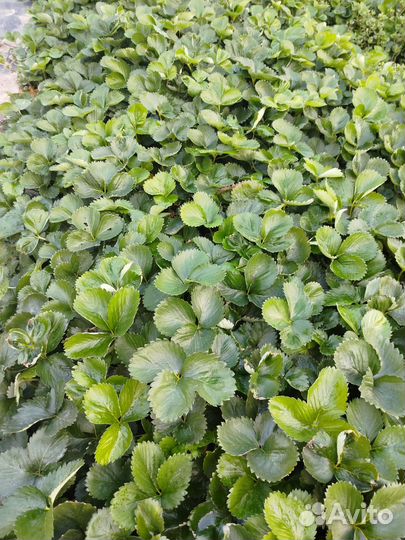 Рассада клубники