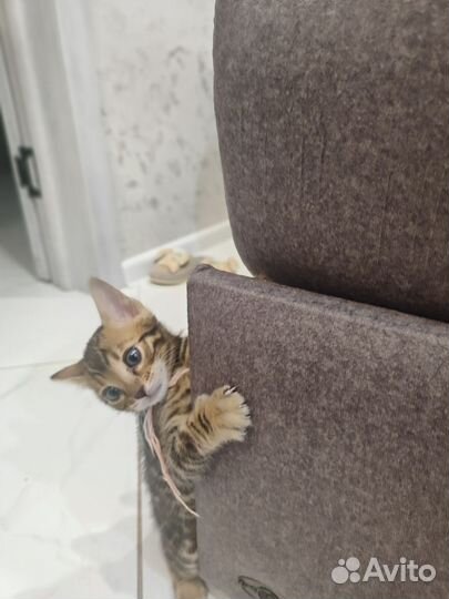 Бенгальская кошка