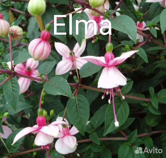 Черенки фуксии