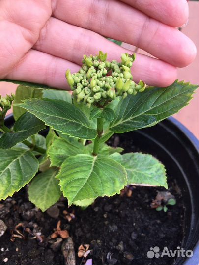 Гортензия крупнолистная