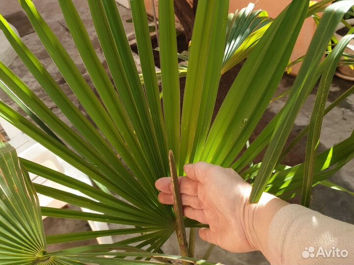 Пальма. 10 лет