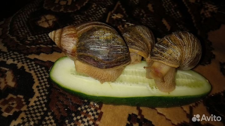 Улитки ахатины