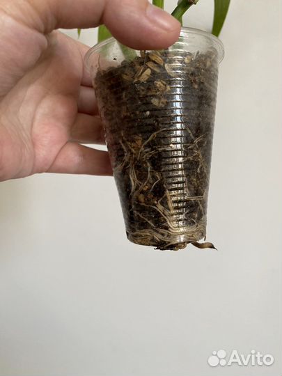 Эпипремнум амплиссимум сильвер страйп