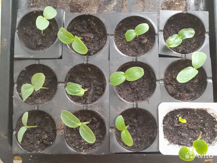 Рассада огурцов
