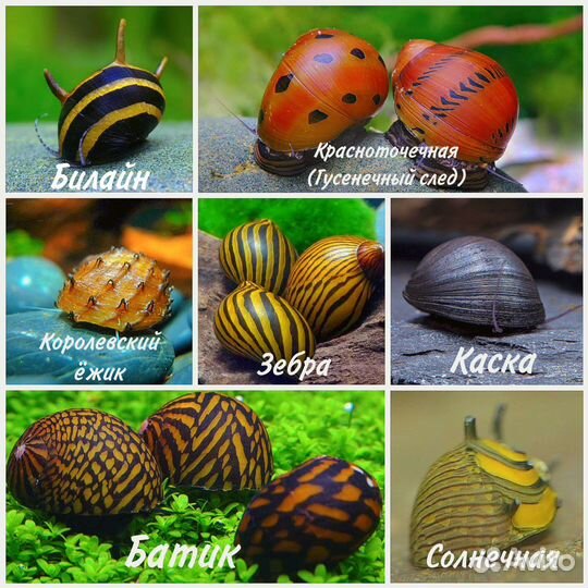 Улитки и рыбки и креветки