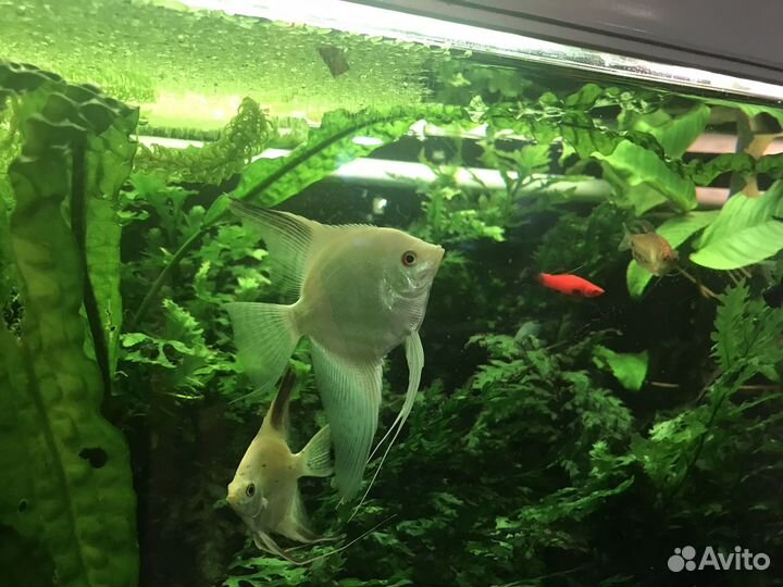 Гуппи чистая линия, скалярии, коридорасы, гурами