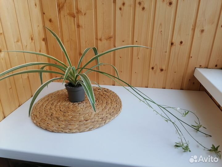 Хлорофитум