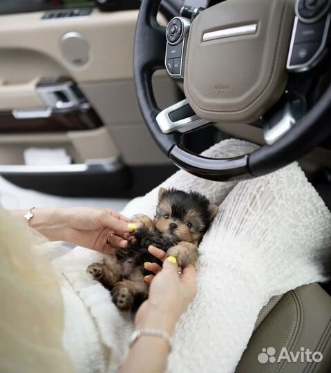 Эксклюзив микро йоркширский терьер