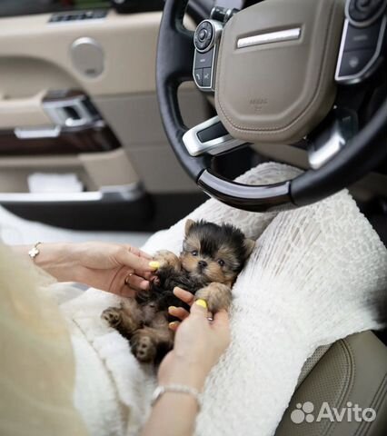 Эксклюзив микро йоркширский терьер