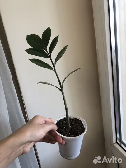 Комнатные растения