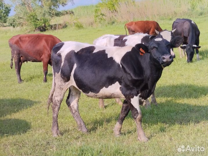 Коровы нетели