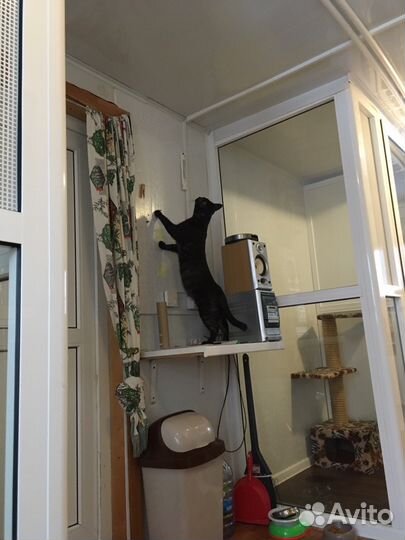 Зоогостиница (передержка) для кошек и собак