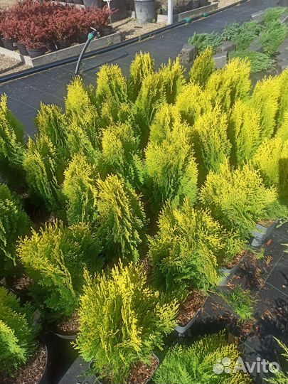 Туя Аурея Нана С3 Н40