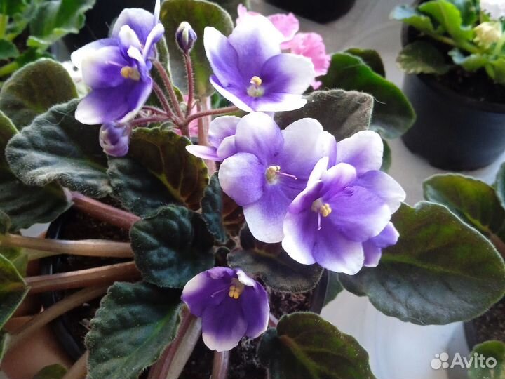 Фиалки цветущие в горшке