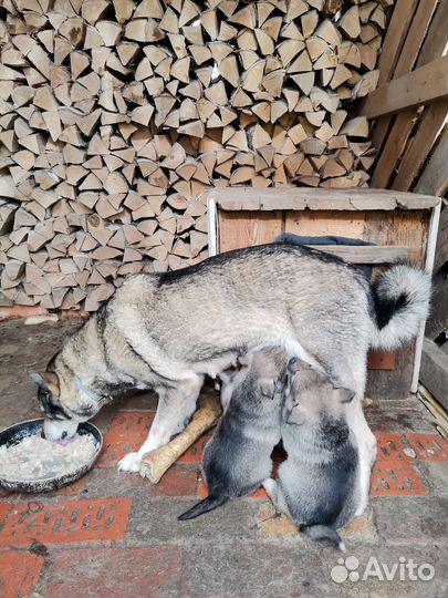 Щенки западно сибирской лайки