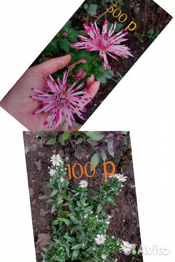 Ирис и хризантемы