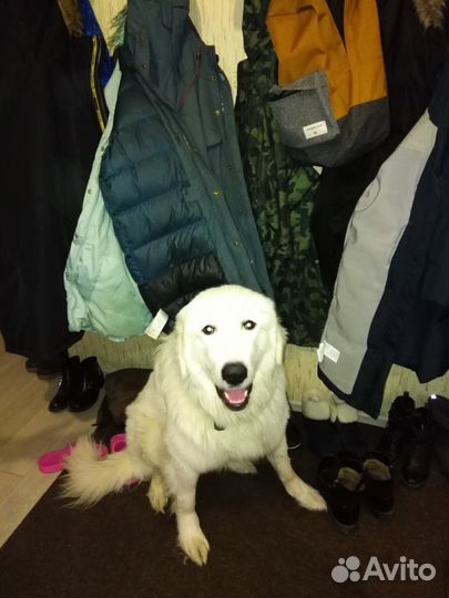 Выгул собак