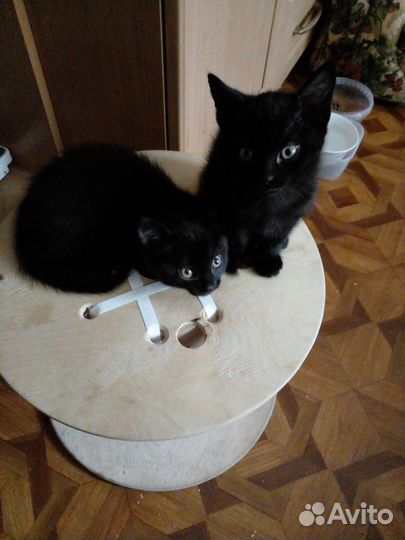 Котята в добрые руки мальчики бесплатно