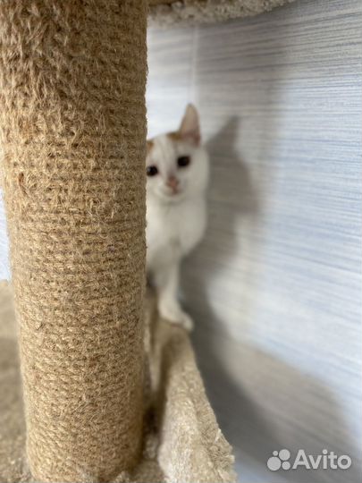 Милый котик