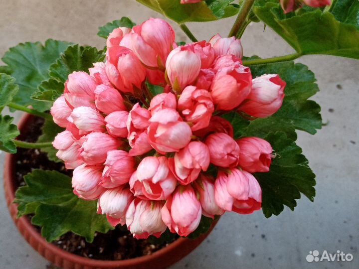 Пеларгония-стеллар бронз баттерфляй, Red Pandora