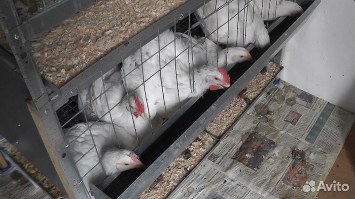 Брудер (клетка) для бройлеров, цыплят, кур