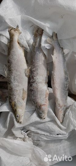 Рыба для гриля. Из хмао