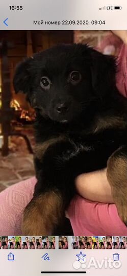 Собака в добрые руки