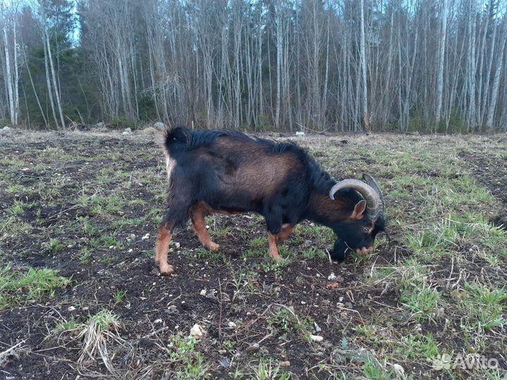 Продам. Козел альпийский